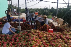 Cơ sở thu mua thanh long tại xã An Lục Long, huyện Châu Thành, Long An. (Ảnh: Thanh Bình/TTXVN)