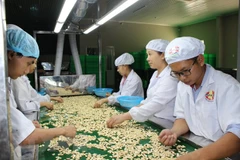 Công nhân chế biến hạt điều tại công ty Phúc An. (Ảnh: K GỬIH/TTXVN)