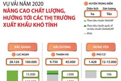 [Infographics] Quả vải Việt hướng tới thị trường xuất khẩu khó tính