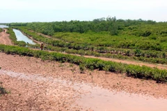 Quang cảnh Khu bảo tồn thiên nhiên đất ngập nước Thái Thụy. (Ảnh: Thế Duyệt/TTXVN)