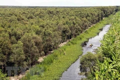 Rừng tràm ở U Minh Hạ, Cà Mau. (Ảnh: Kim Há/TTXVN)