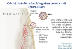 [Infographics] Cơ chế nhân lên của chủng virus 2019-nCoV