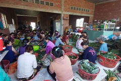 Người dân Bến Tre tham gia gói bánh tét ủng hộ đồng bào miền Trung tại khu phố 1, thị trấn Chợ Lách, huyện Chợ Lách. (Ảnh: Trần Thị Thu Hiền/TTXVN)