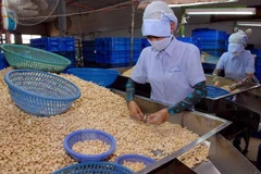 Chế biến hạt điều xuất khẩu. (Nguồn: TTXVN)