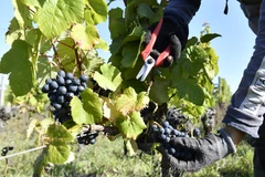 Nông dân thu hoạch nho tại một vườn nho gần Bordeaux, tây nam Pháp ngày 20/9. (Ảnh: AFP/TTXVN)