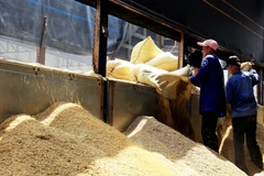 Thu mua lúa gạo tại Công ty TNHH Dương Vũ. (Ảnh: Hồng Đạt/TTXVN)