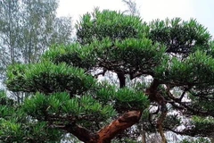 Quảng Ninh bảo tồn giống tùng Cô Tô