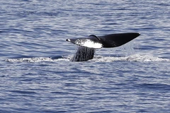 Một con cá voi bơi ở ngoài khơi bờ biển thành phố Nice, Pháp. (Ảnh: AFP/TTXVN)