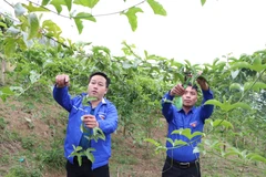 Anh Giàng A Nủ (bên trái) thành công với mô hình trồng chanh leo năm 2023 cho thu nhập gần 150 triệu đồng ở bản Dền Thàng B, xã biên giới Dào San, huyện Phong Thổ, tỉnh Lai Châu. (Ảnh: Nguyễn Oanh/TTXVN)