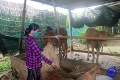 Chăn nuôi bò giảm nghèo ở xã Mỹ Phong, thành phố Mỹ Tho, tinh Tiền Giang. (Nguồn: Cổng thông tin Điện tử tỉnh Tiền Giang)