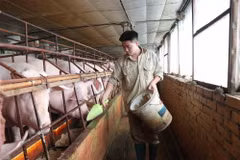 Chăm sóc đàn lợn theo mô hình VAC. (Ảnh: Thanh Thương/TTXVN)