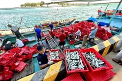 Cảng cá Cửa Tùng nhộn nhịp cảnh mua bán hải sản. (Ảnh: Nguyên Linh/TTXVN)