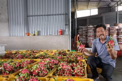 Thanh long mùa chính vụ năm nay có giá cao giúp người trồng có lợi nhuận cao. (Ảnh: Hữu Chí/TTXVN)