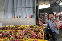 Thanh long mùa chính vụ năm nay có giá cao giúp người trồng có lợi nhuận cao. (Ảnh: Hữu Chí/TTXVN)