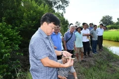 Phó Bí thư Tỉnh ủy, Chủ tịch UBND tỉnh Huỳnh Quốc Việt kiểm tra mô hình tôm-lúa truên địa bàn huyện Thới Bình. (Nguồn: Công Thông tin Điện tử Cà Mau)