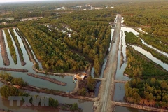 Vườn Quốc gia Mũi Cà Mau là khu Ramsar thứ 5 của Việt Nam. (Ảnh: An Hiếu/TTXVN)