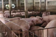 Một trang trại chăn nuôi lợn. (Ảnh: Công Luật/TTXVN)