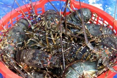 Thu hoạch tôm hùm nuôi. (Ảnh: Tiên Minh/TTXVN)