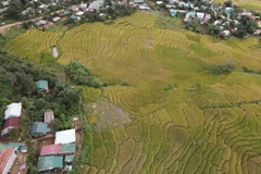 [Photo] Kon Tum: Vẻ đẹp của "mùa vàng" ở thung lũng Măng Ri 