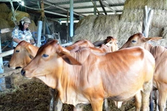 Đàn bò vỗ béo từ giống bê lai Brahman và bê lai BBB tại huyện Thuận Bắc, tỉnh Ninh Thuận. (Ảnh: Công Thử/TTXVN)