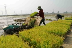 Nông dân cấy lúa vụ Đông Xuân. (Ảnh: Vũ Sinh/TTXVN)