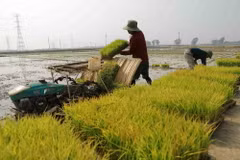 Nông dân cấy lúa vụ Đông Xuân. (Ảnh: Vũ Sinh/TTXVN)
