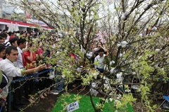 Hoa anh đào Nhật Bản thu hút sự quan tâm của người Việt. (Ảnh: TTXVN)