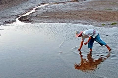 Nhặt tôm chết còn sót lại trên ao. (Ảnh: Phan Thanh Cường/TTXVN)