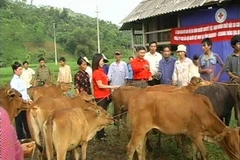 Ảnh minh họa. (Nguồn: Internet)