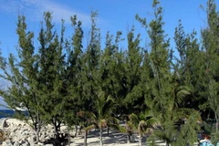 Rừng phi lao chắn sóng. (Ảnh: Internet)