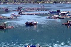 Nuôi tôm hùm bằng lồng bè ở Phú Yên. (Ảnh: TTXVN)