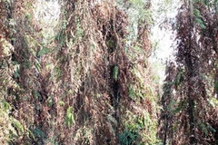 Đang trong mùa khô,mỗi cây tràm sẽ trở thành bó đuốc khổng lồ khi gặp lửa. (Ảnh: Lê Huy Hải/TTXVN)