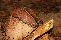 Loài rùa hộp trán vàng. (Ảnh: Internet)