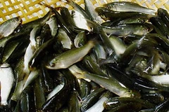 Cá linh. (Ảnh: Internet)