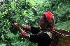 Người dân Bắc Hà thu hoạch mận. (Ảnh: Tuấn Anh/TTXVN)