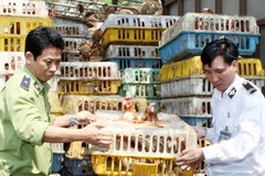 Ảnh minh họa. (Nguồn: TTXVN)