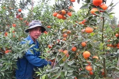 Thu hoạch cam Canh. (Ảnh: Internet)