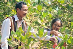 Trồng điều ở Bình Phước. (Ảnh: Kim Phương/TTXVN)