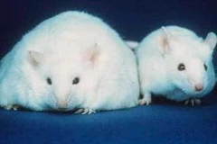 Ảnh minh họa. (Nguồn: Internet)