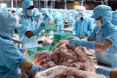 Sản xuất cá tra xuất khẩu. (Ảnh: TTXVN)