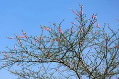 Ảnh minh họa. (Nguồn: Internet)