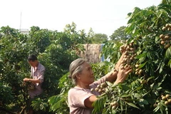 Nhãn Hưng Yên. (Ảnh: baohungyen.vn)