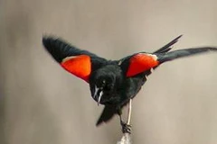 Loài chim sáo chết hàng loạt. (Ảnh: Internet)