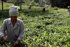 Ảnh minh họa. (Nguồn: TTXVN)