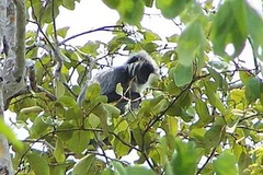 Voọc bạc Đông Dương. (Ảnh: Internet) 