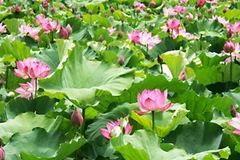 Ảnh chỉ mang tính minh họa. (Nguồn: Internet)