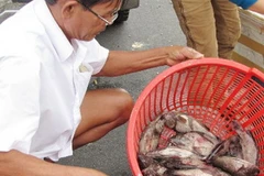 Cá mú chết hàng loạt, ngư dân Lăng Cô không kịp thu hoạch để gỡ vốn. (Ảnh: Tiền phong)