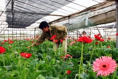 Làng hoa Tây Tựu. (Ảnh: TTXVN)