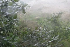 Băng tuyết đọng trên cành cây ở khu vực Cổng Trời. (Ảnh: Bùi Thanh Hải/TTXVN)