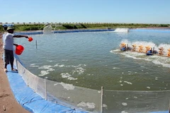 Nuôi tôm sú. (Ảnh: Huy Hùng/TTXVN)